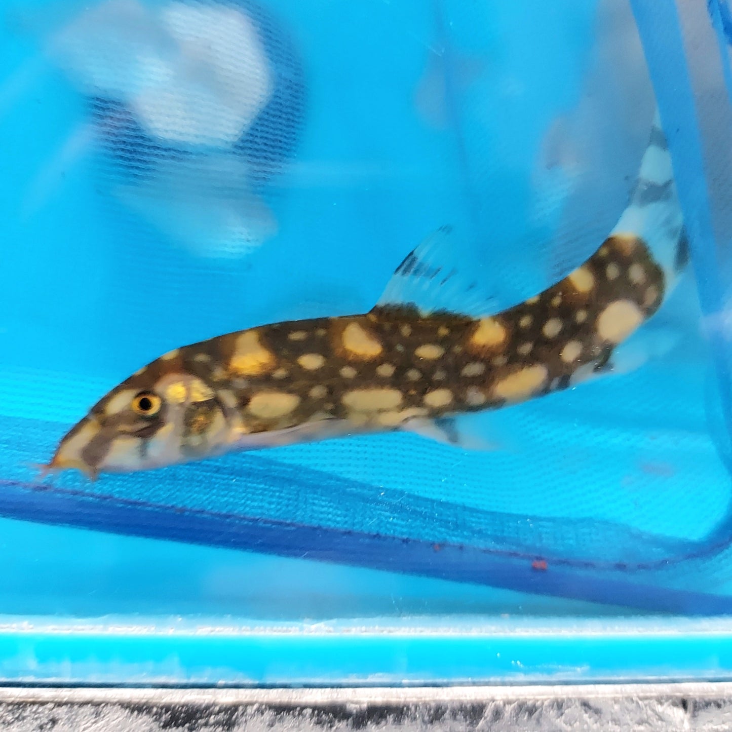 Polka Dot Loach (Botia kubotai)