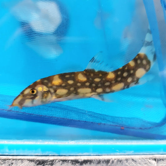 Polka Dot Loach (Botia kubotai)