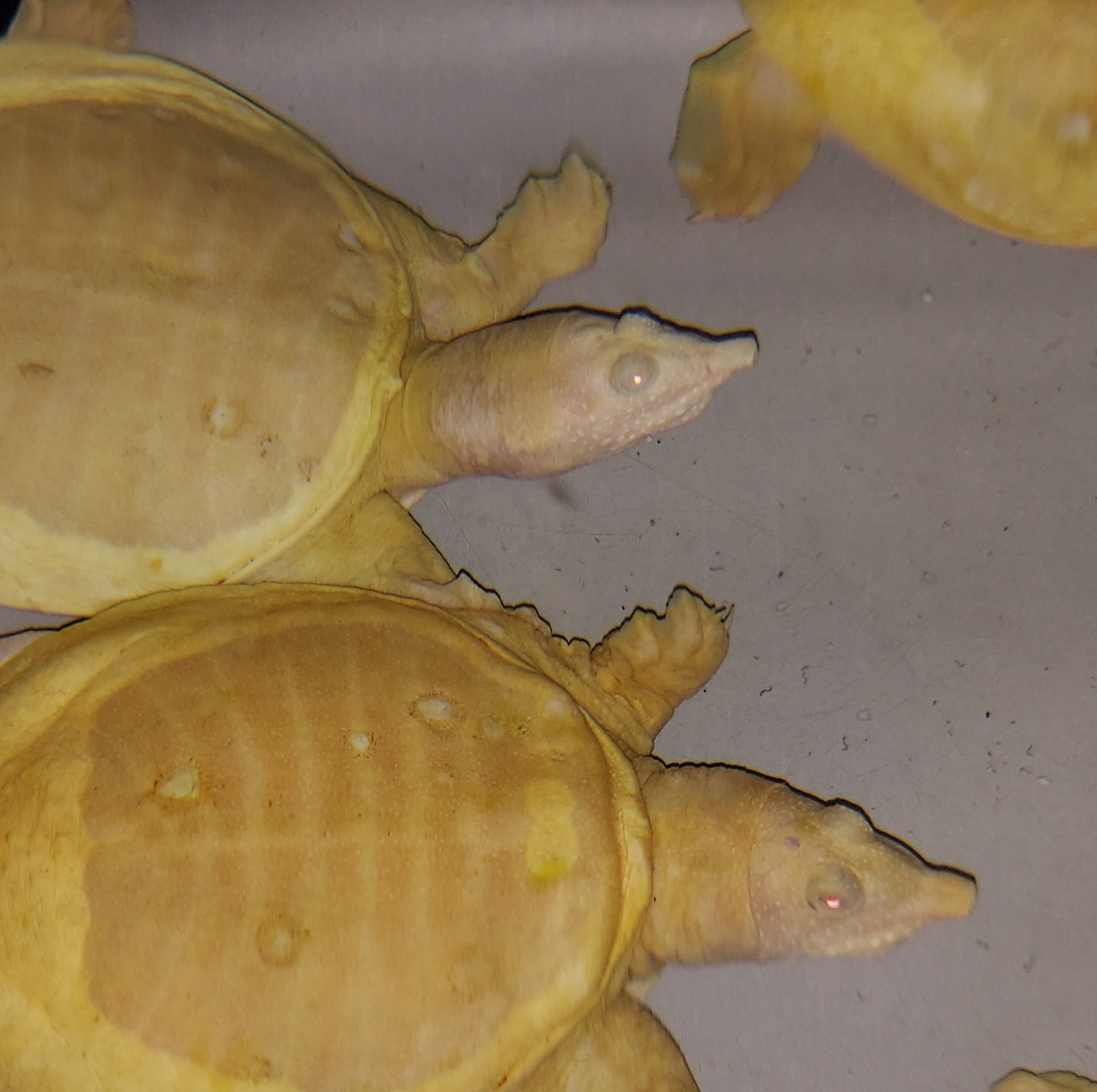Albino Chinese Softshell Turtle (Pelodiscus sinensis)