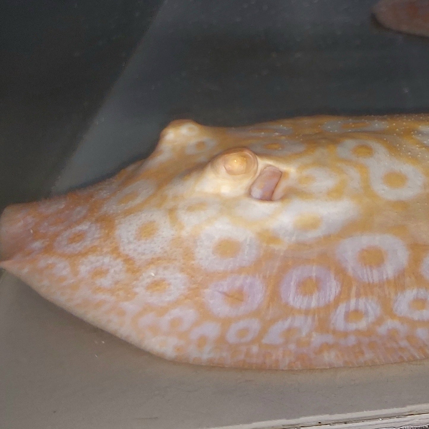 Golden Base Albino Pearl Stingray (Potamotrygon jabuti)