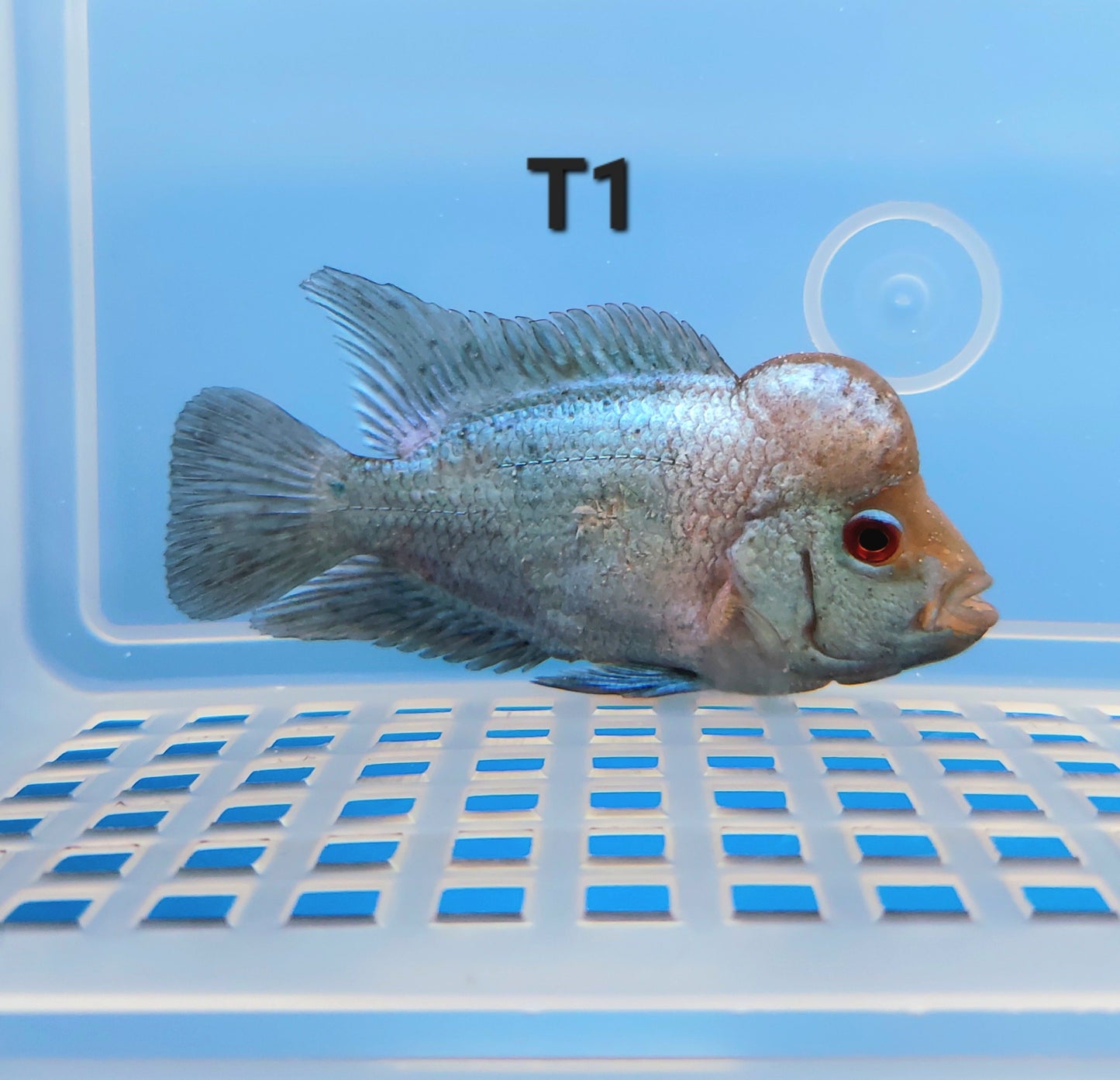 Blue Thai Silk Flowerhorn Cichlid (Cichlasoma sp)