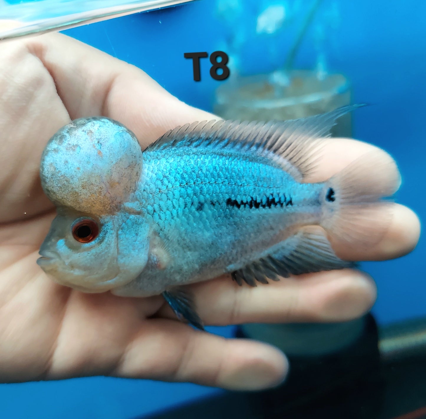 Blue Thai Silk Flowerhorn Cichlid (Cichlasoma sp)