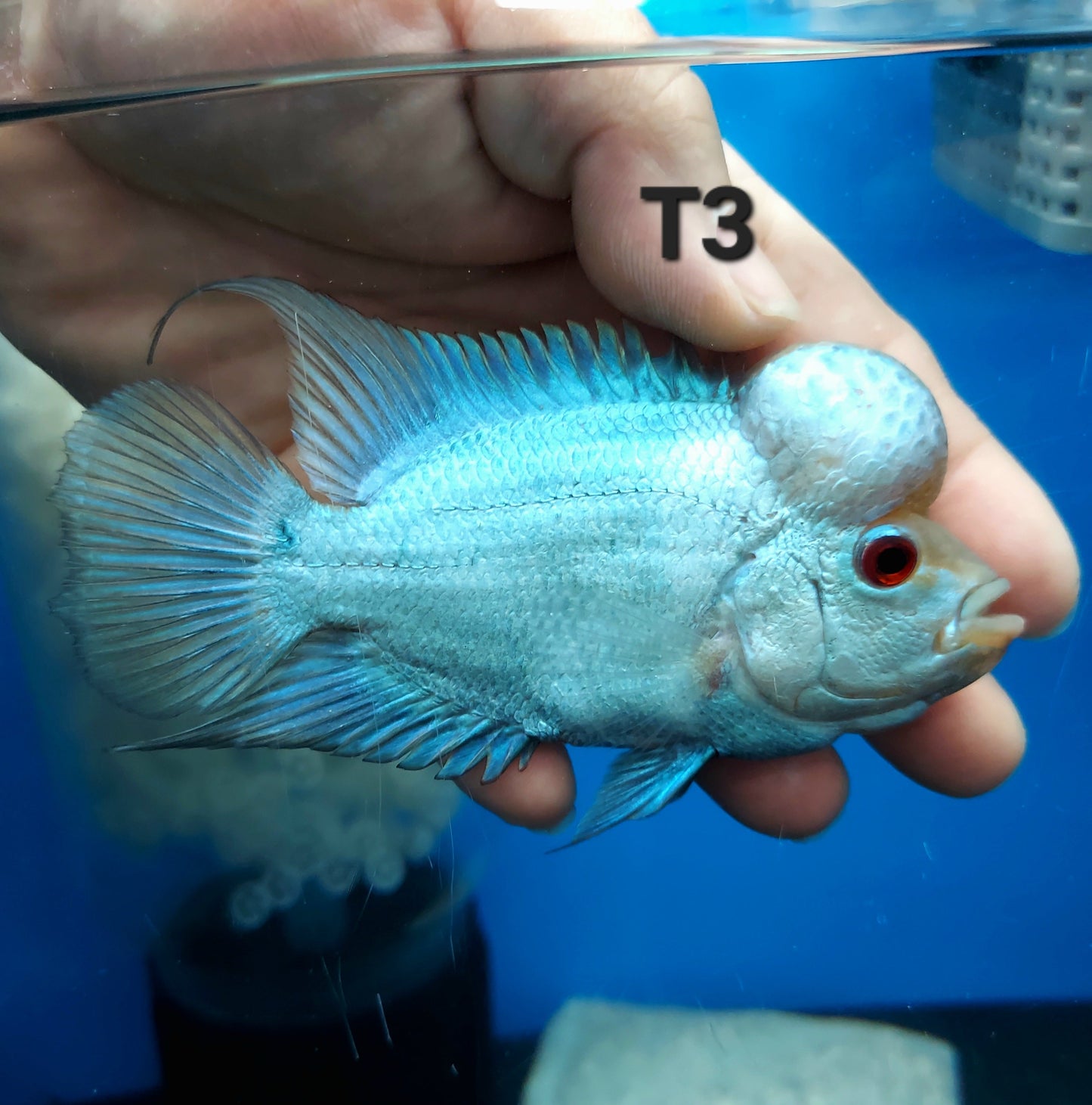 Blue Thai Silk Flowerhorn Cichlid (Cichlasoma sp)