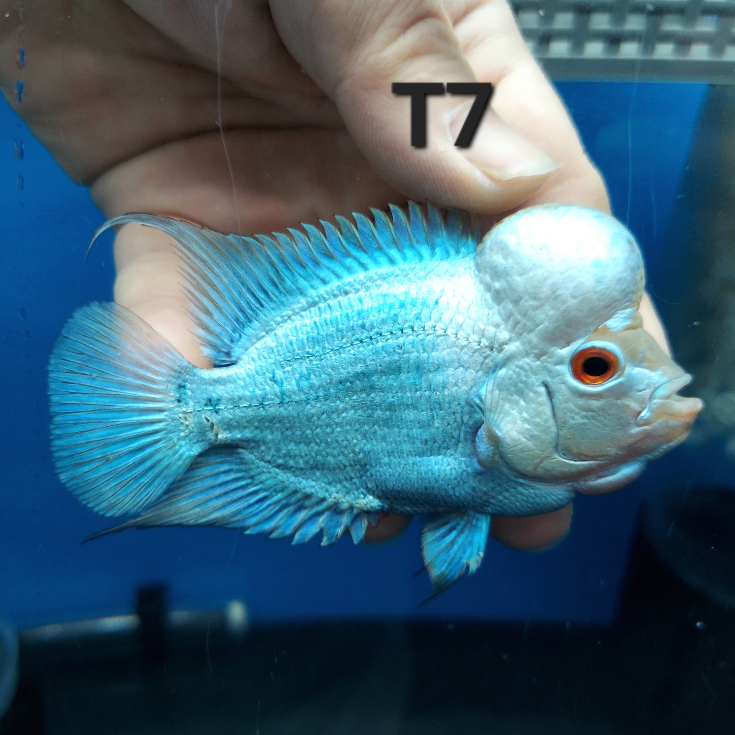 Blue Thai Silk Flowerhorn Cichlid (Cichlasoma sp)