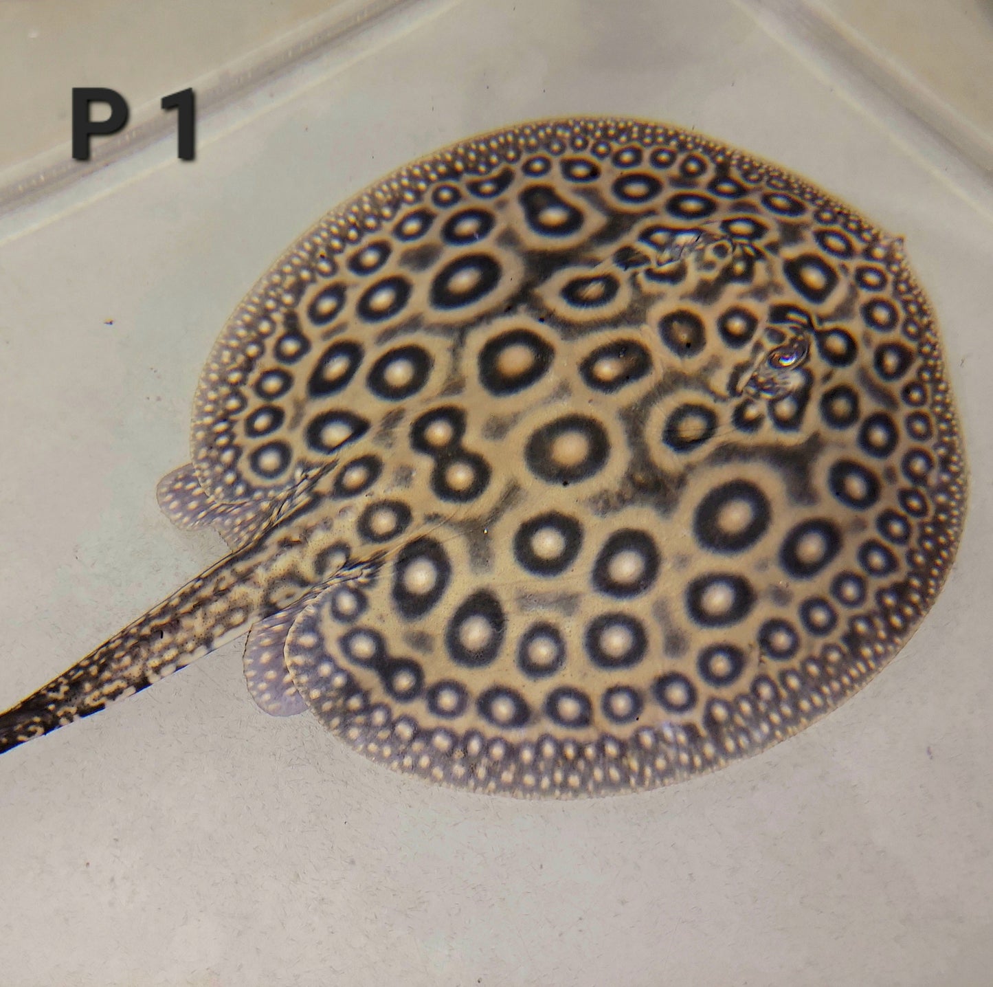 Pearl Freshwater Stingray (Potamotrygon jabuti)