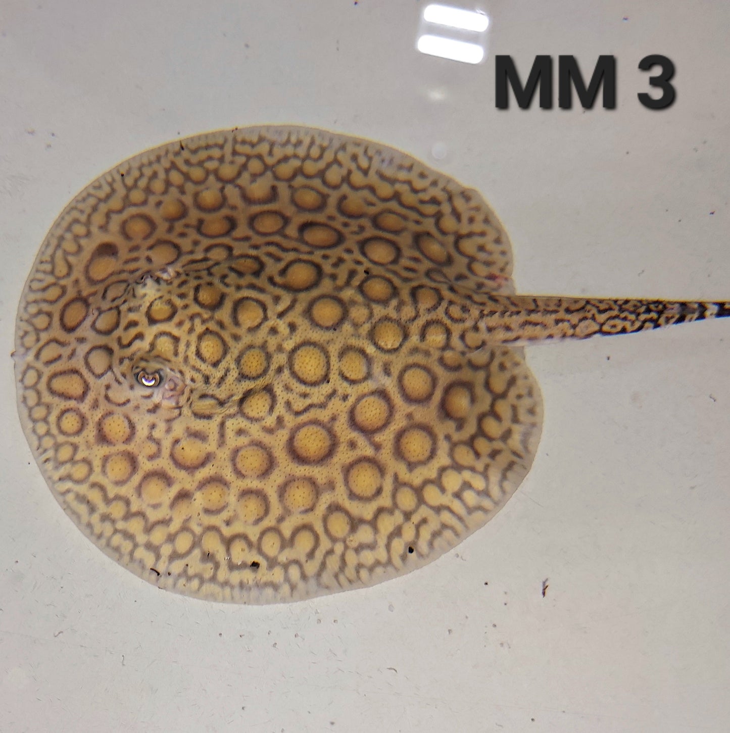 Marbled Motoro Stingray (Potamotrygon motoro)