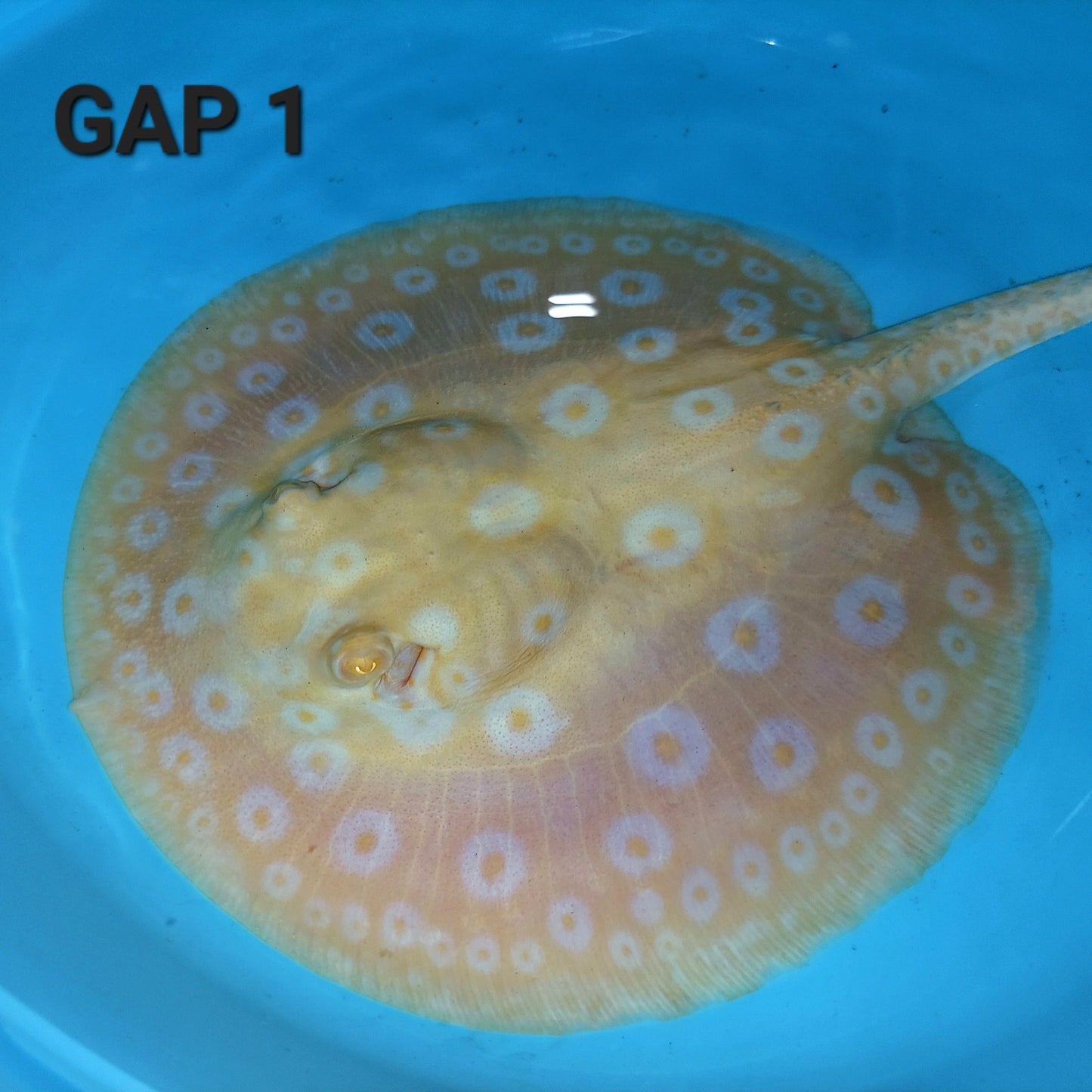 Golden Base Albino Pearl Stingray (Potamotrygon jabuti)