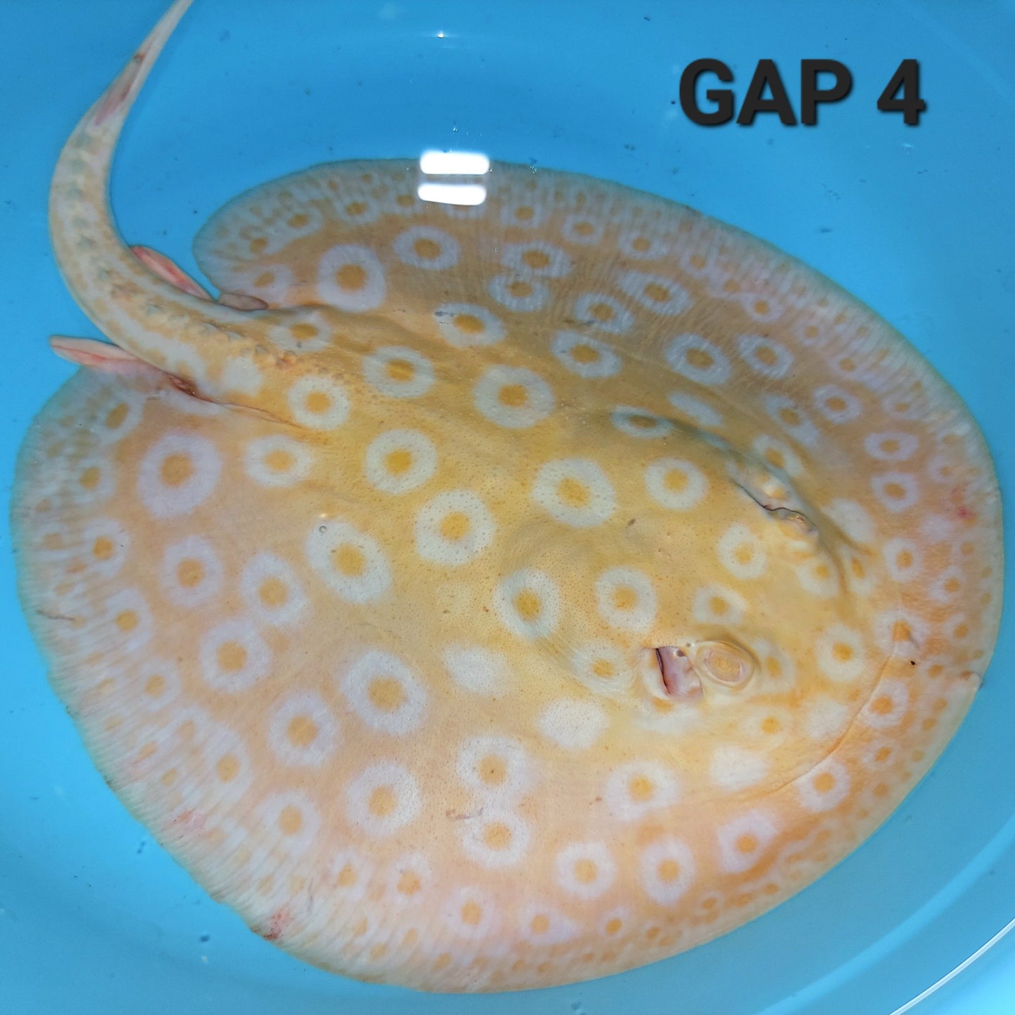 Golden Base Albino Pearl Stingray (Potamotrygon jabuti)