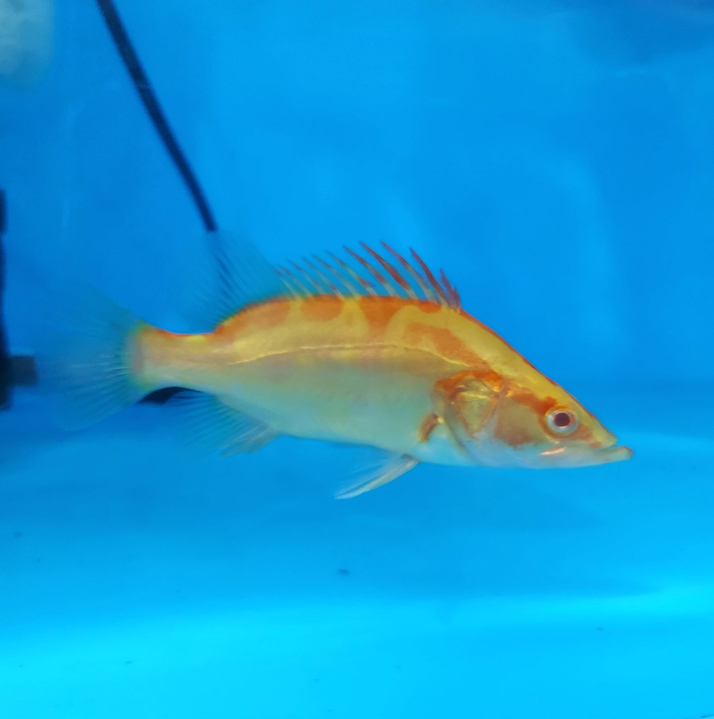 Albino Chinese Perch (Siniperca chuatsi)