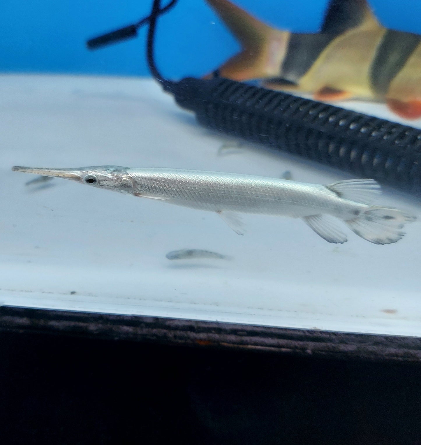 Platinum Florida Gar (Lepisosteus platyrhincus)
