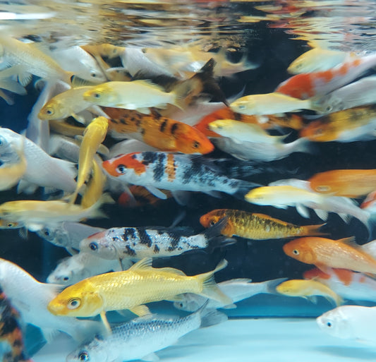 Diamond Scale Koi Fish (Cyprinus carpio)