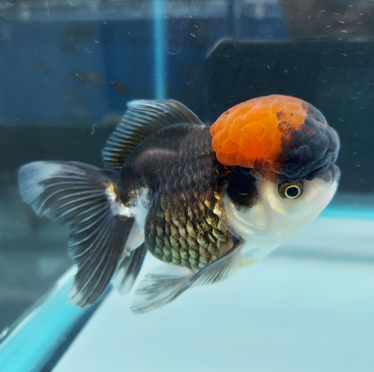 Tri Color Oranda Goldfish (Carassius auratus)