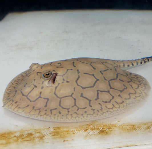 Snow Leopard Stingray (Potamotrygon xingu sp)