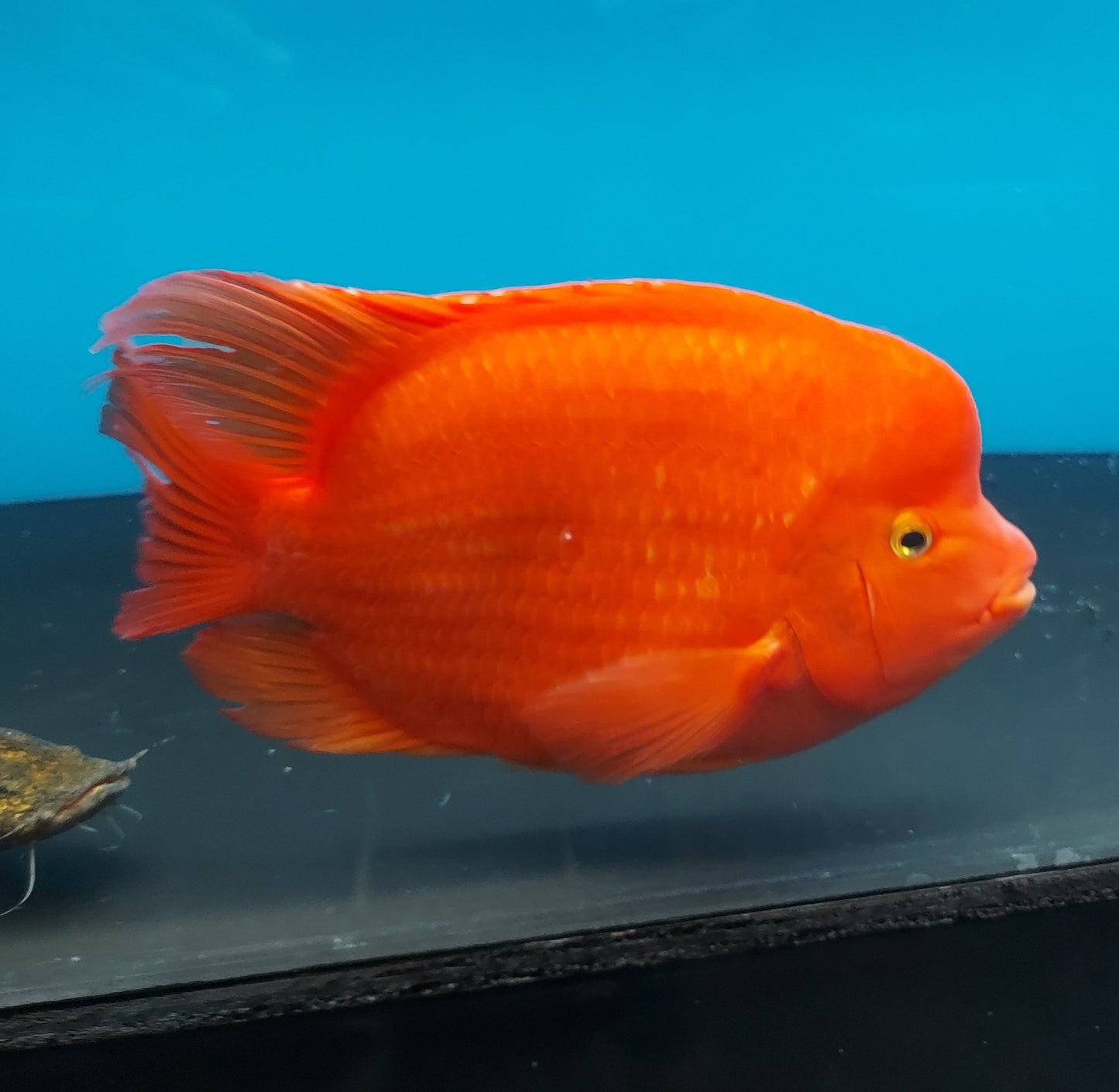 King Kong Red Mammon Parrot Cichlid (Cichlasoma sp)