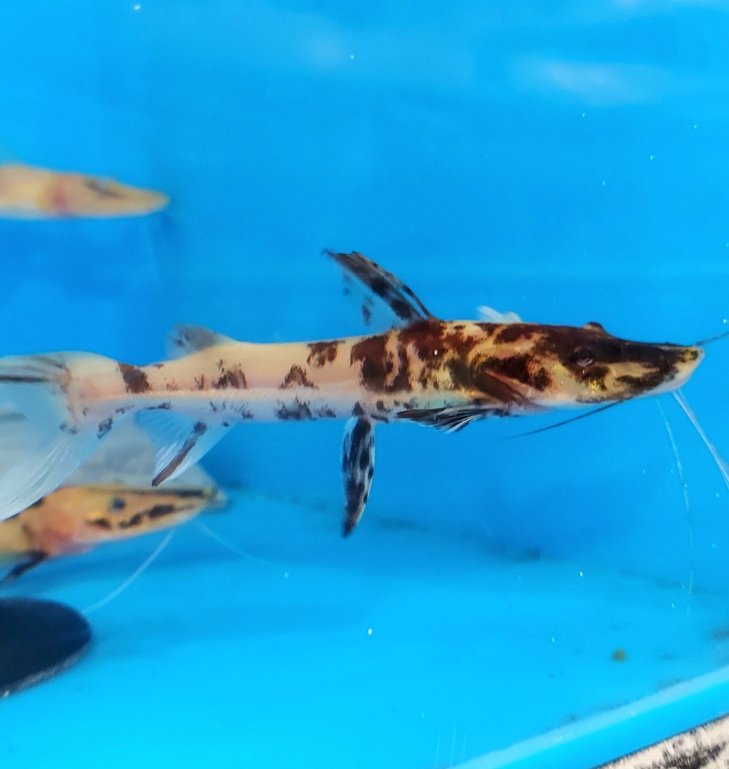 Albino Golden Marble Tiger Shovelnose Catfish (Pseudoplatystoma fasciatum)