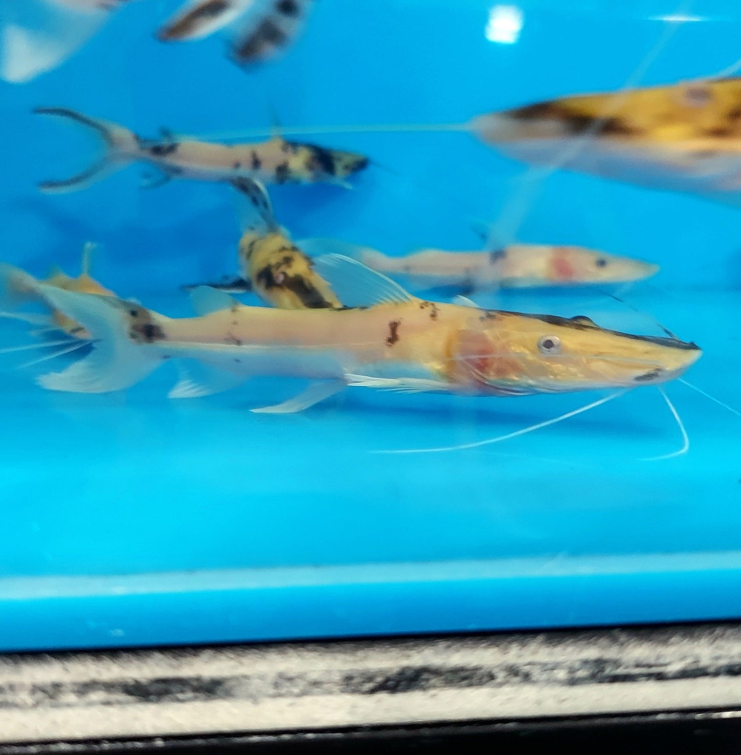 Albino Golden Marble Tiger Shovelnose Catfish (Pseudoplatystoma fasciatum)