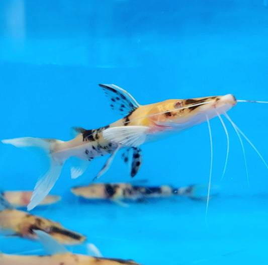 Albino Golden Marble Tiger Shovelnose Catfish (Pseudoplatystoma fasciatum)