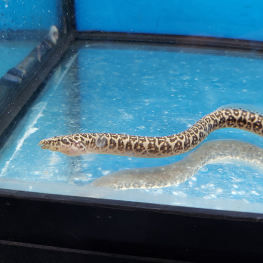 Jaguar Eel (Mastacembelus sp)