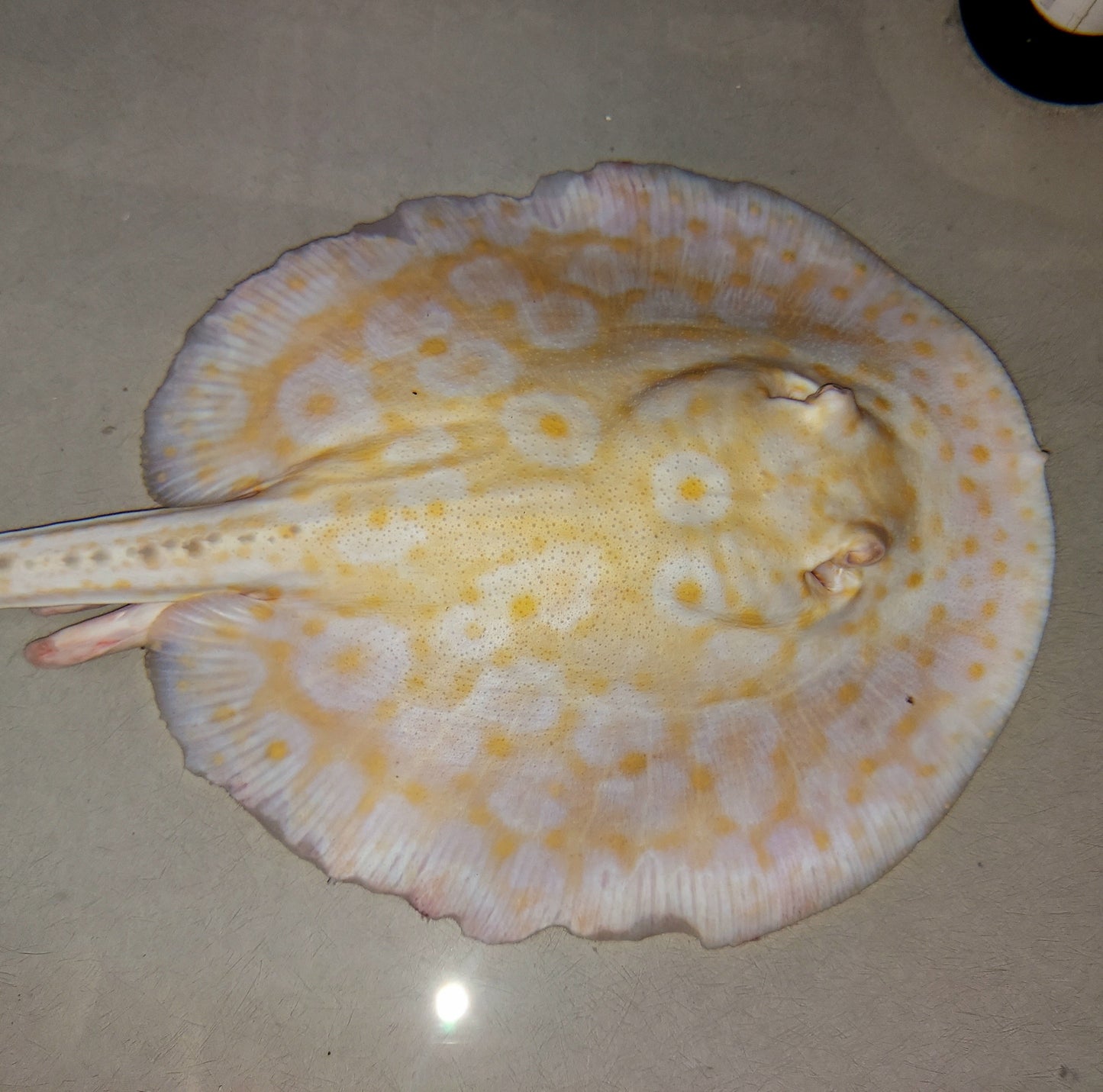 Golden Base Albino Pearl Stingray (Potamotrygon jabuti)