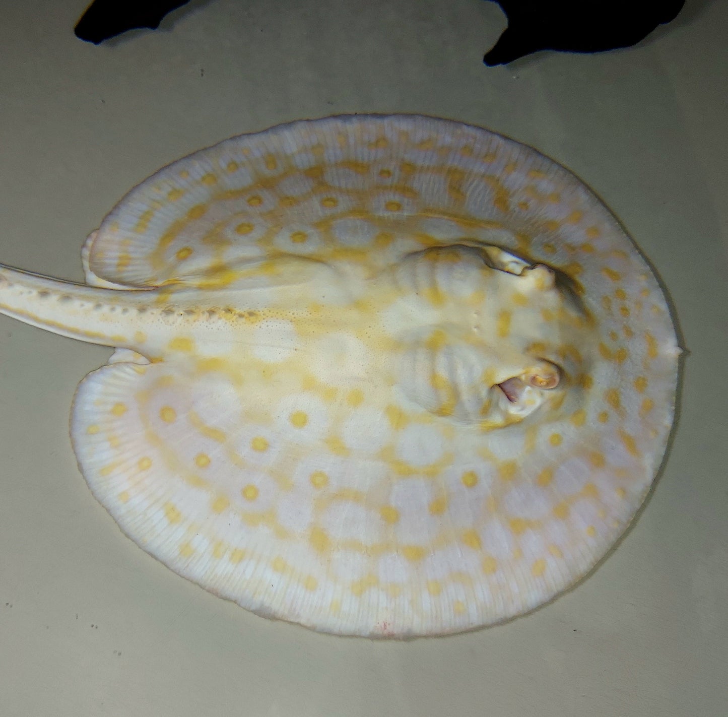 Golden Base Albino Pearl Stingray (Potamotrygon jabuti)