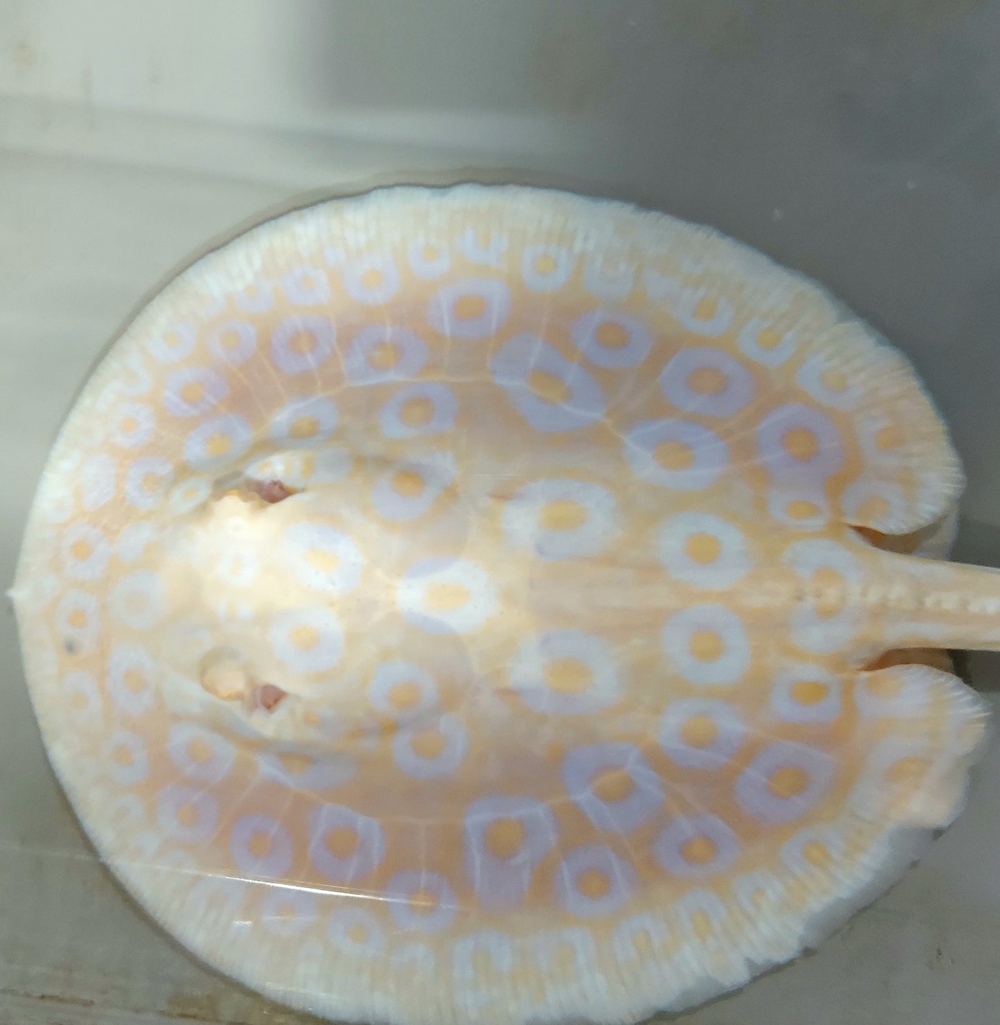 Golden Base Albino Pearl Stingray (Potamotrygon jabuti)
