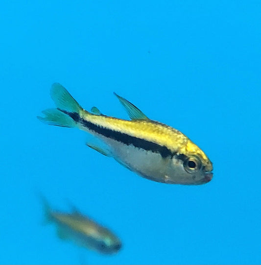 Yellow Lapis Tetra (Hyphessobrycon cyanotaenia)