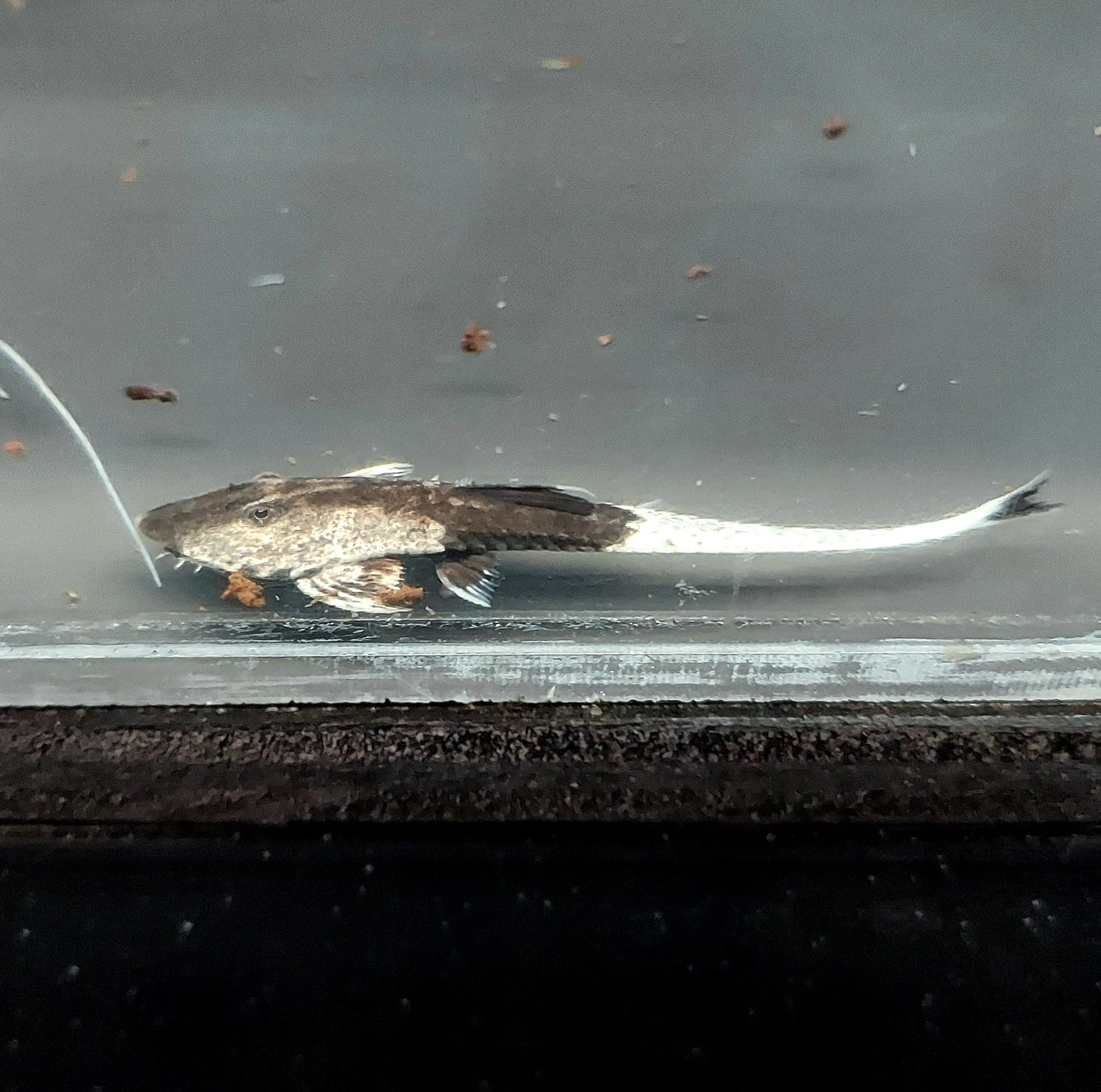 Chameleon Loricaria (Pseudohemiodon apithanos)