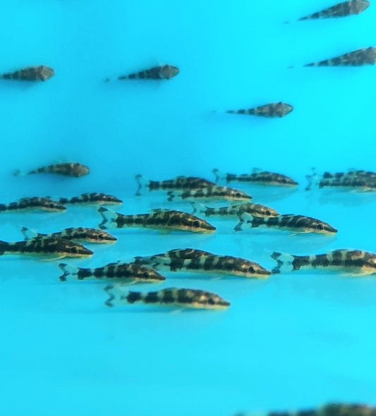 Zebra Otocinclus Catfish (Otocinclus cocama)