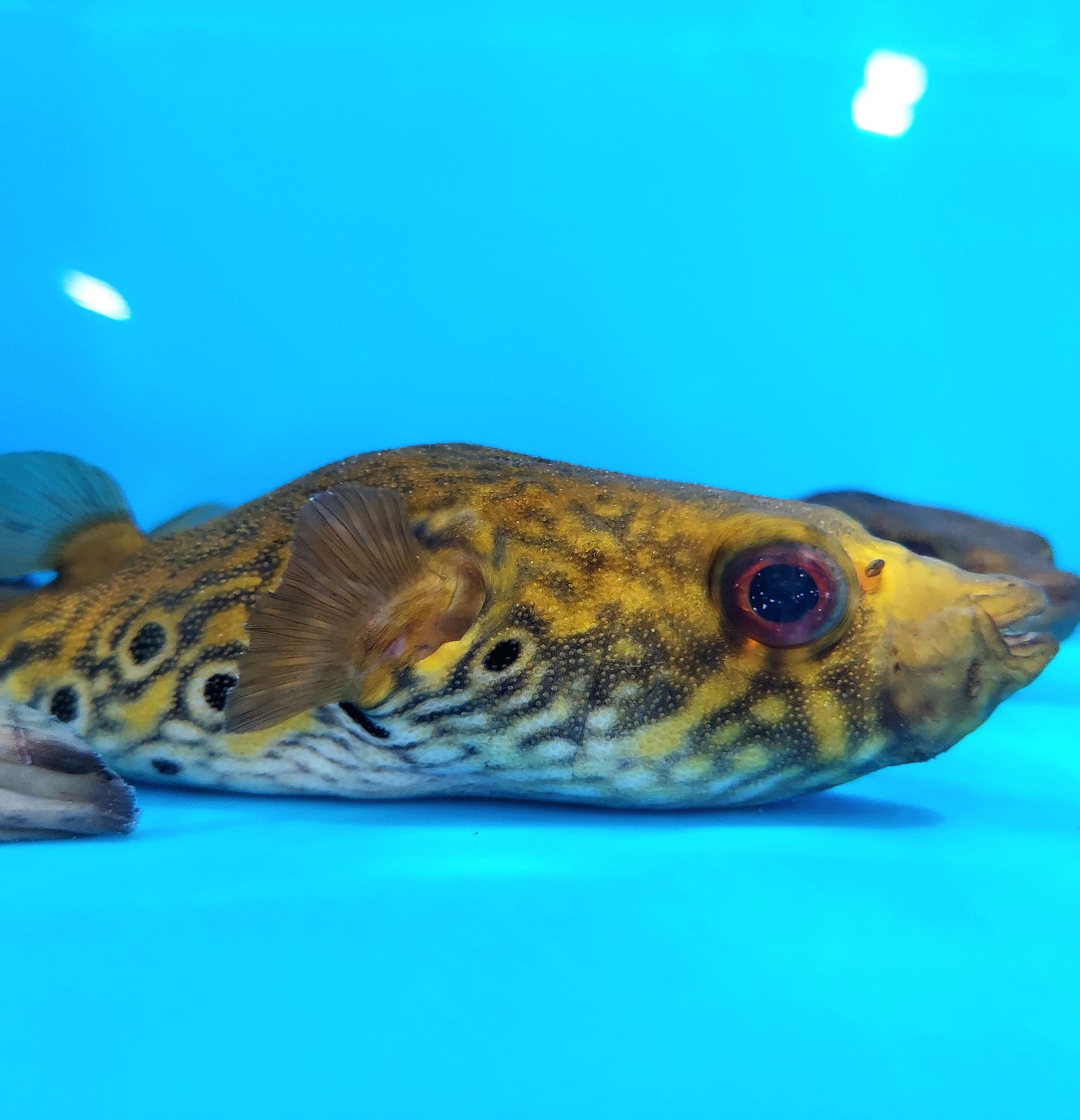 Thai Humpback Dragon Puffer (Pao palembangensis)