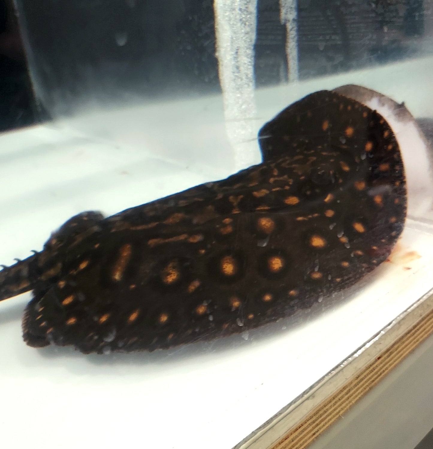 Golden Base Albino Pearl Stingray (Potamotrygon jabuti)