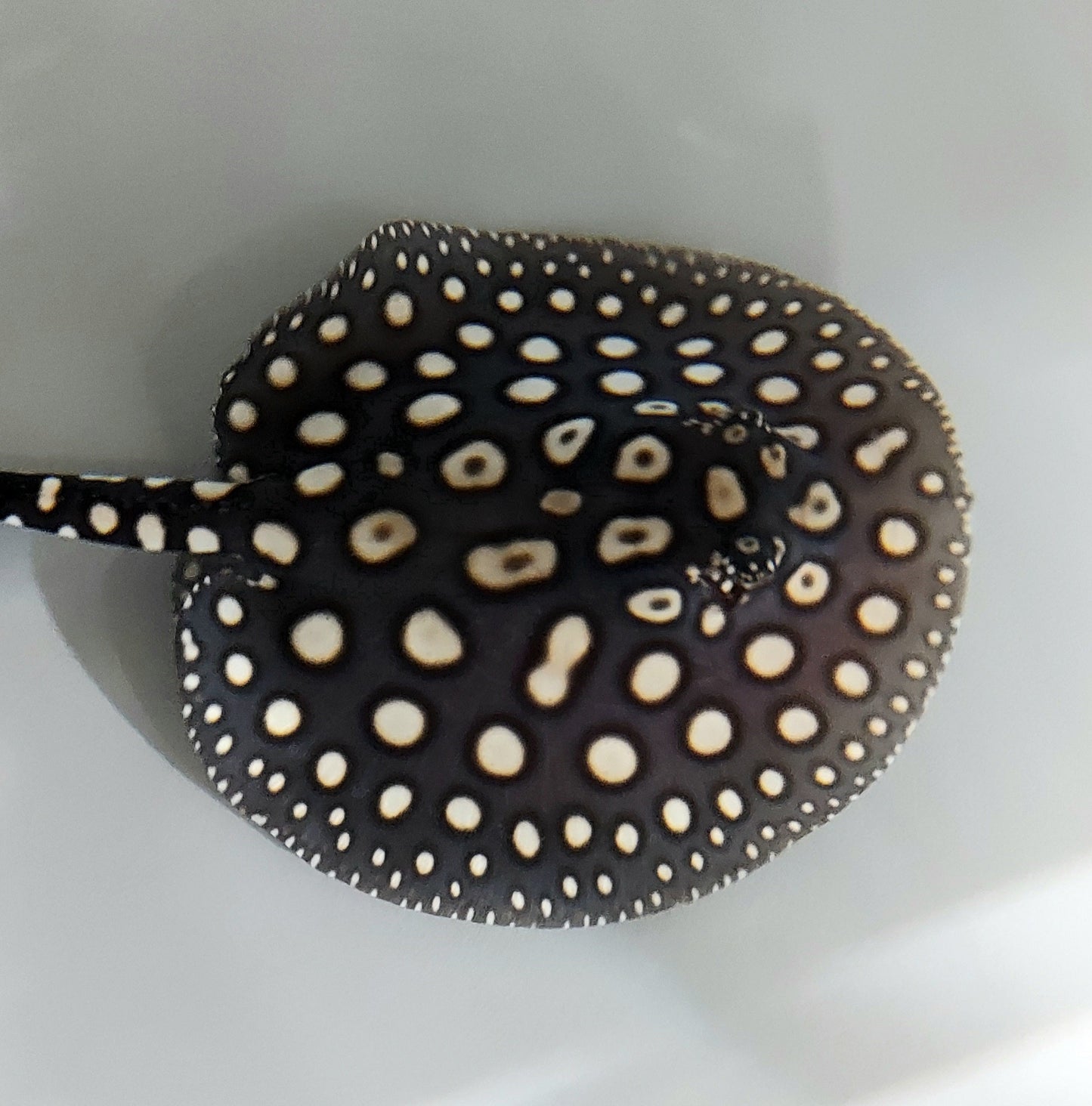 Eclipse Black Diamond Stingray (Potamotrygon leopoldi)