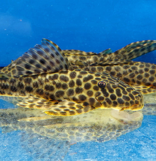 L233 / LDA009 Golden Maculatus Pleco (Hypostomus fuscomaculatus)