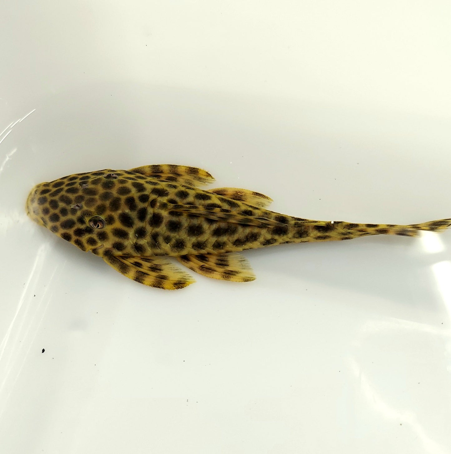 L233 / LDA009 Golden Maculatus Pleco (Hypostomus fuscomaculatus)
