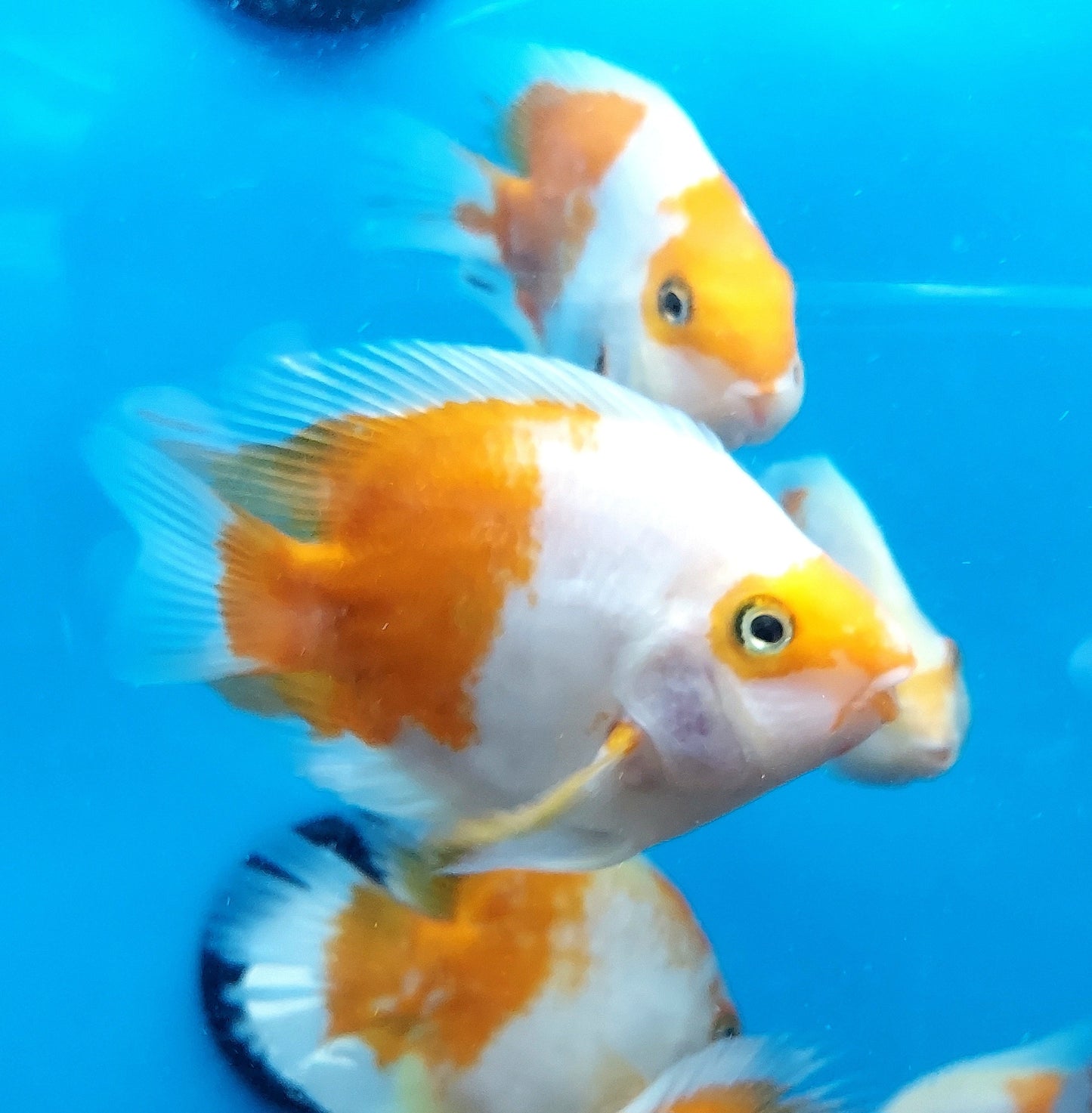 Golden / Yellow and White Parrot Cichlid (Cichlasoma sp)
