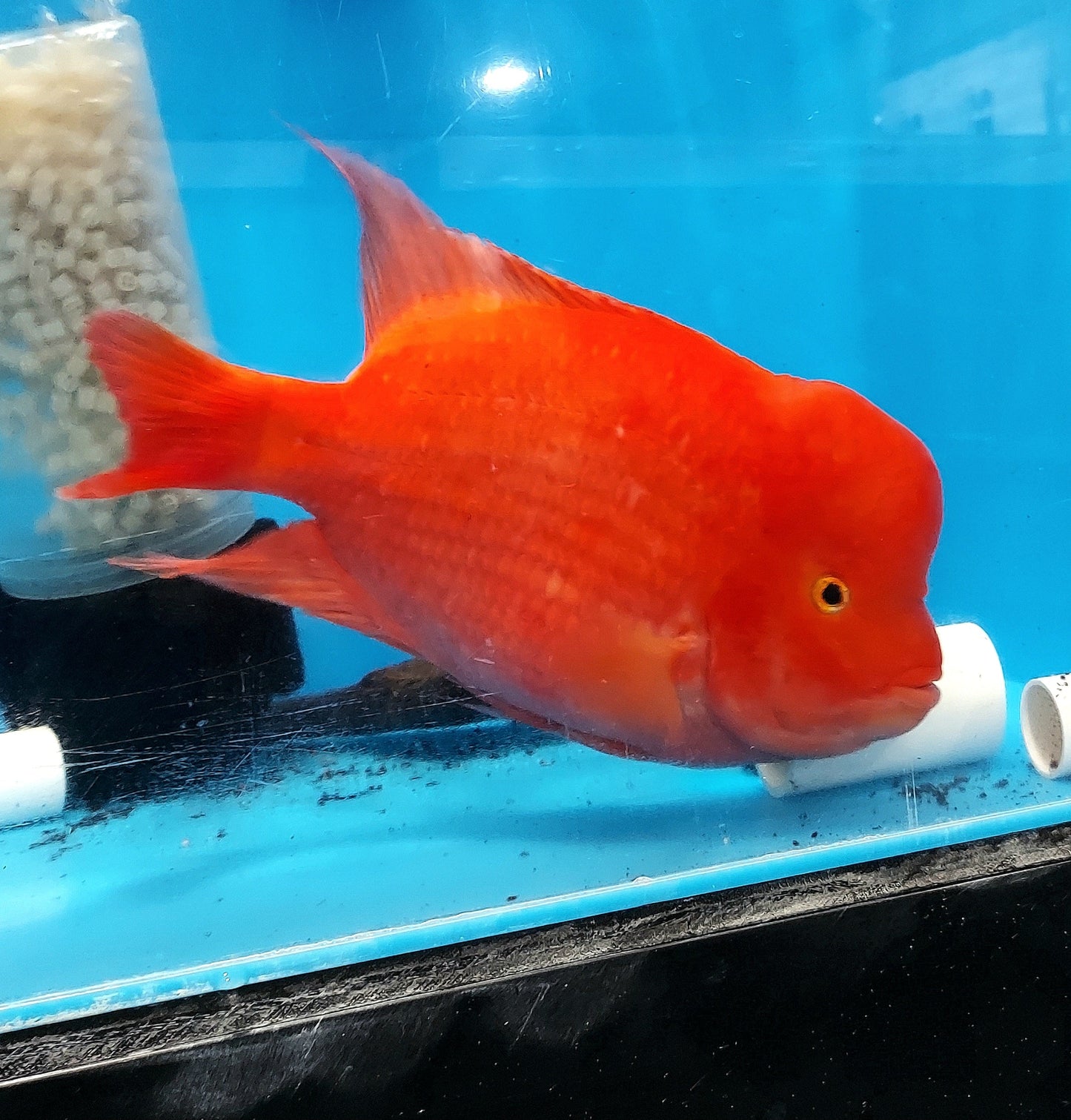 King Kong Red Mammon Parrot Cichlid (Cichlasoma sp)