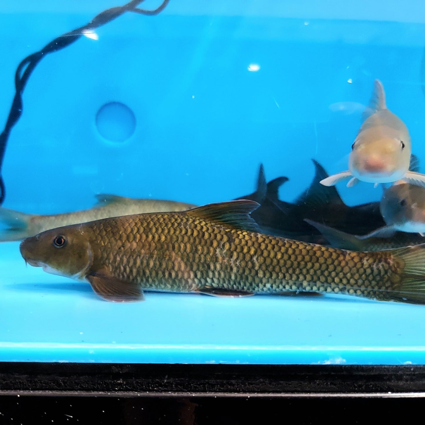 Dusky Barbel (Semilabeo obscurus)