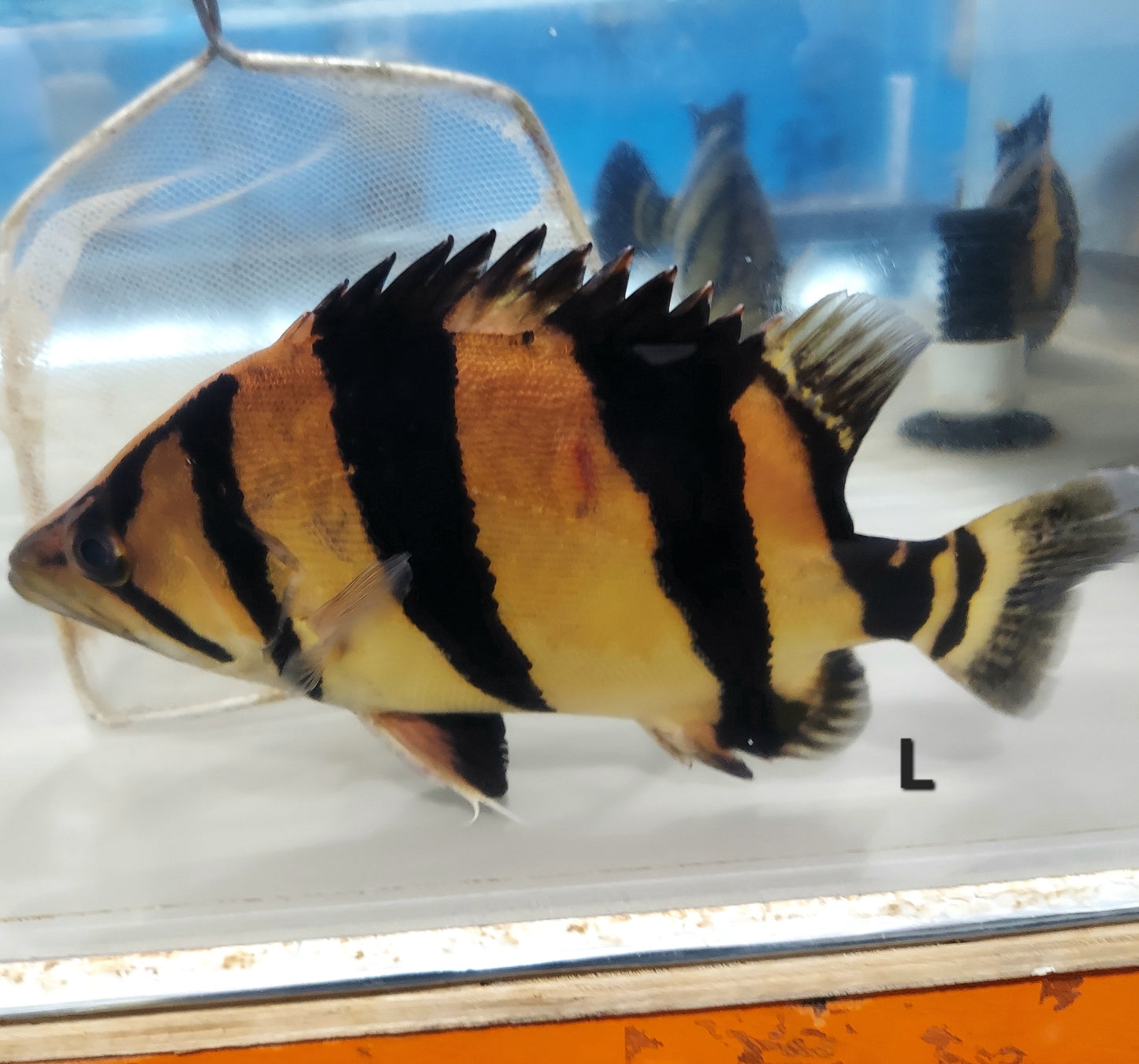 Siamese Tiger Fish (Datnioides pulcher)