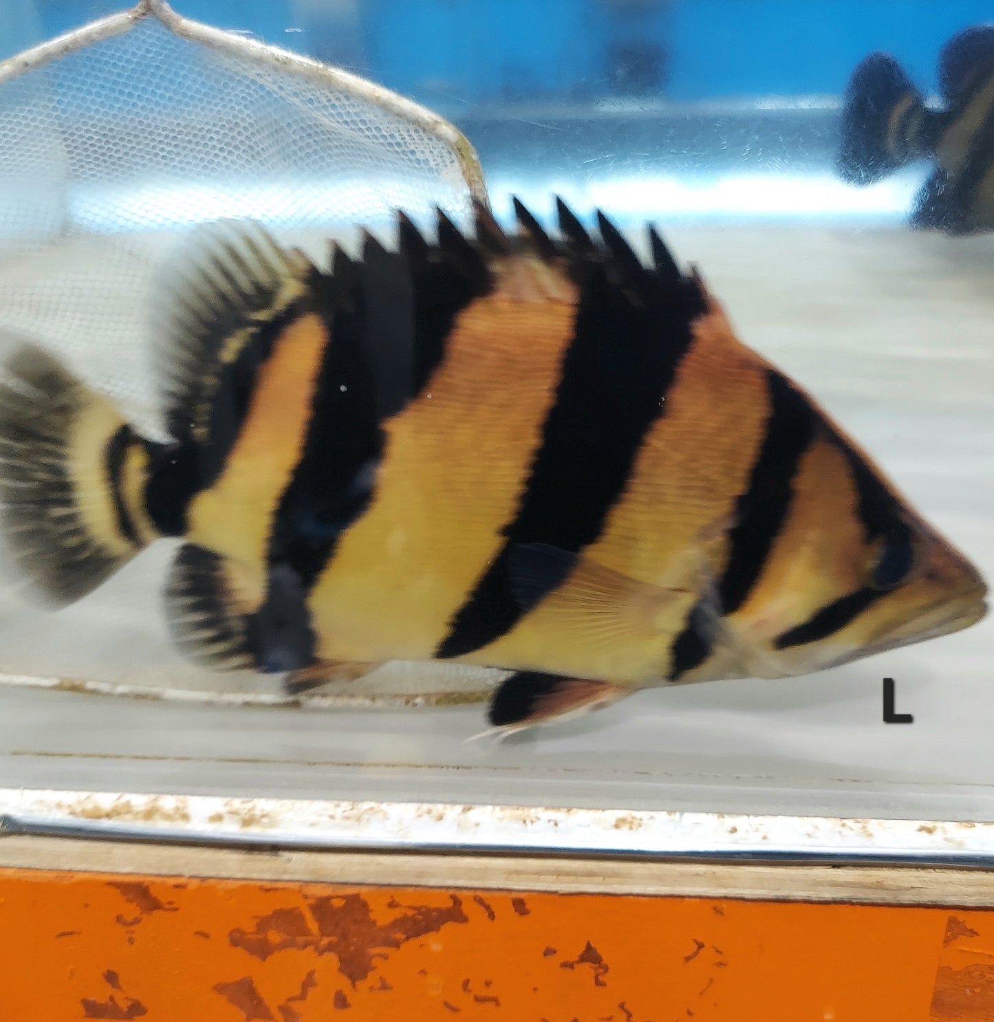 Siamese Tiger Fish (Datnioides pulcher)