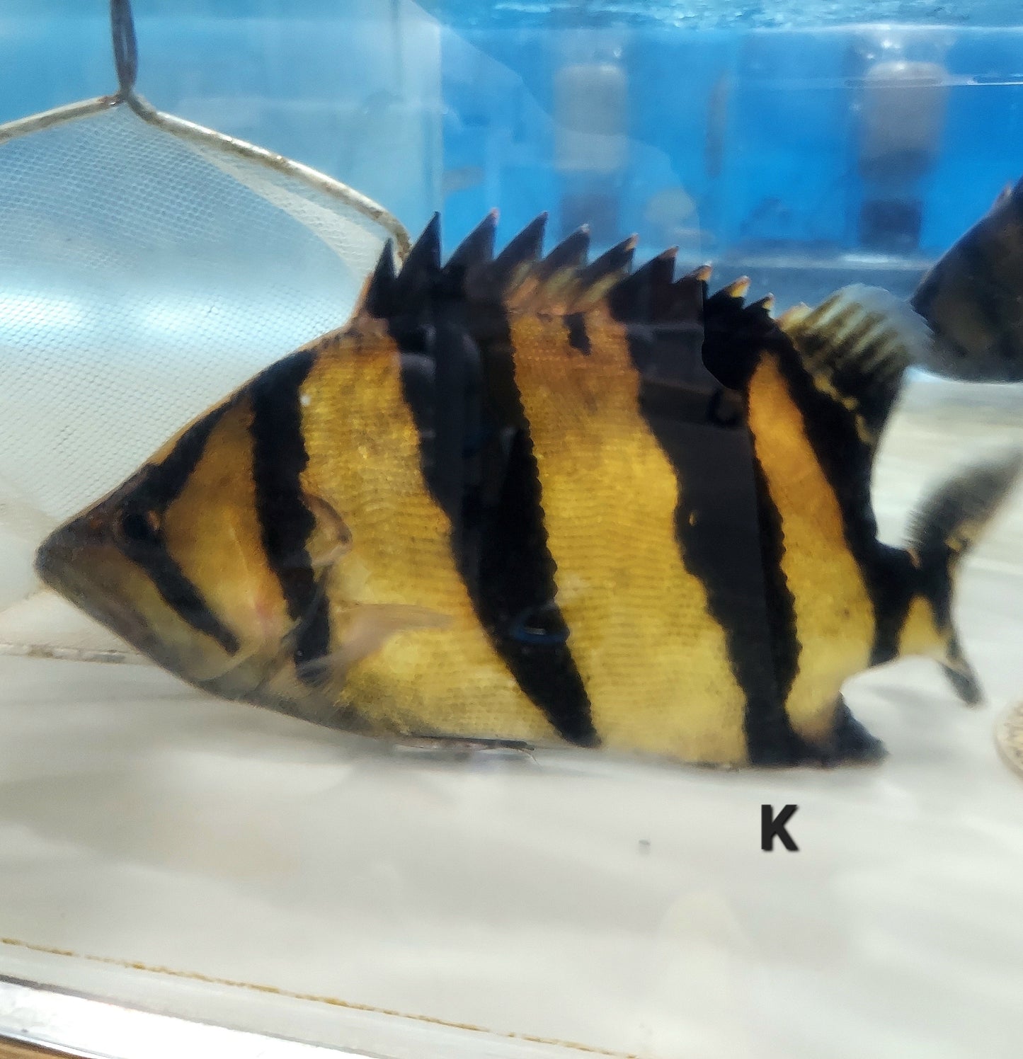 Siamese Tiger Fish (Datnioides pulcher)