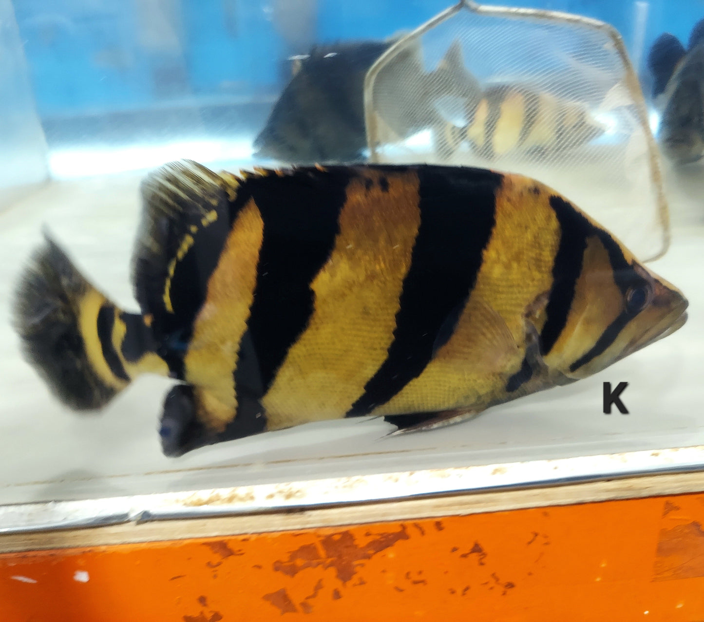 Siamese Tiger Fish (Datnioides pulcher)