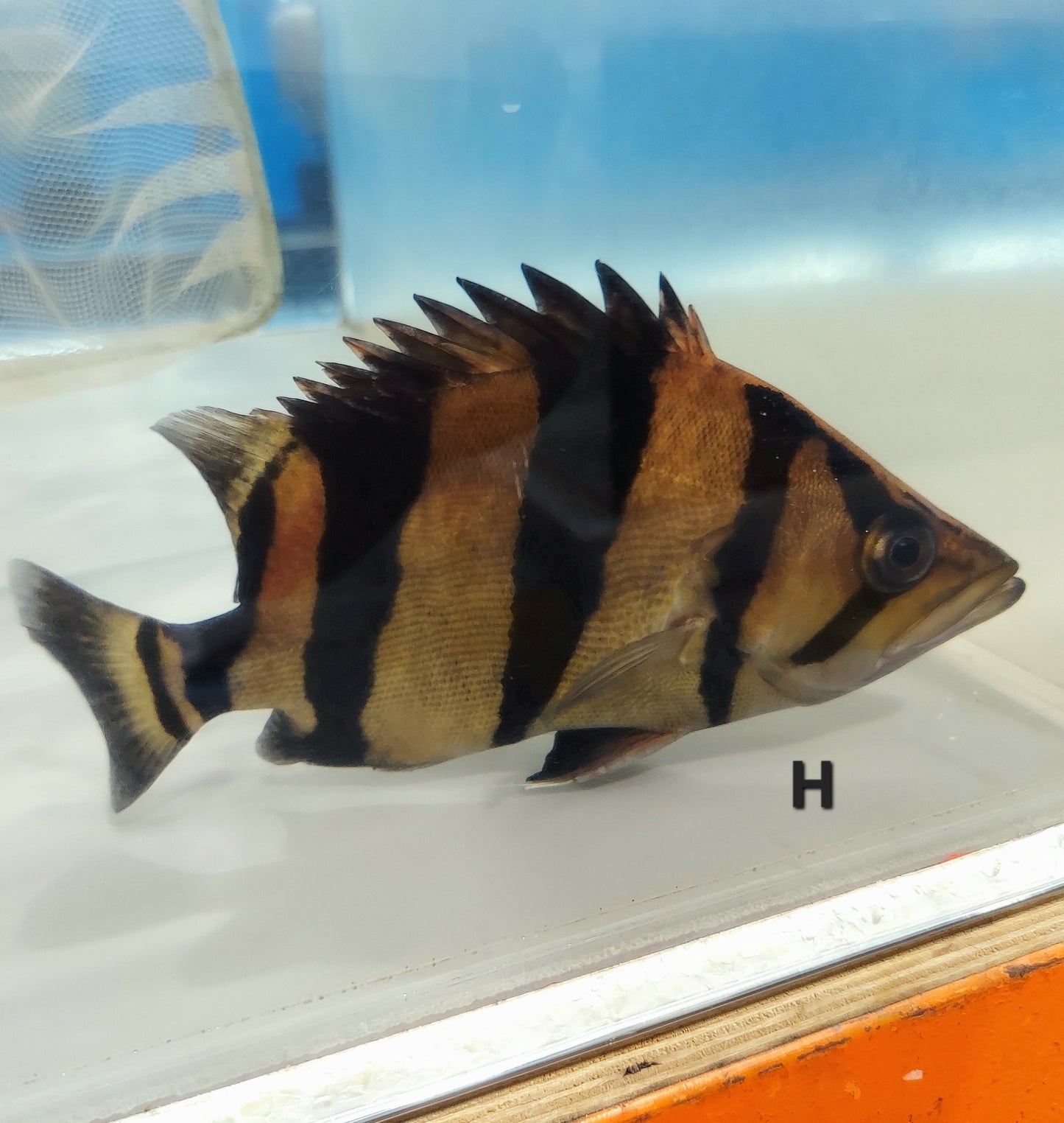 Siamese Tiger Fish (Datnioides pulcher)