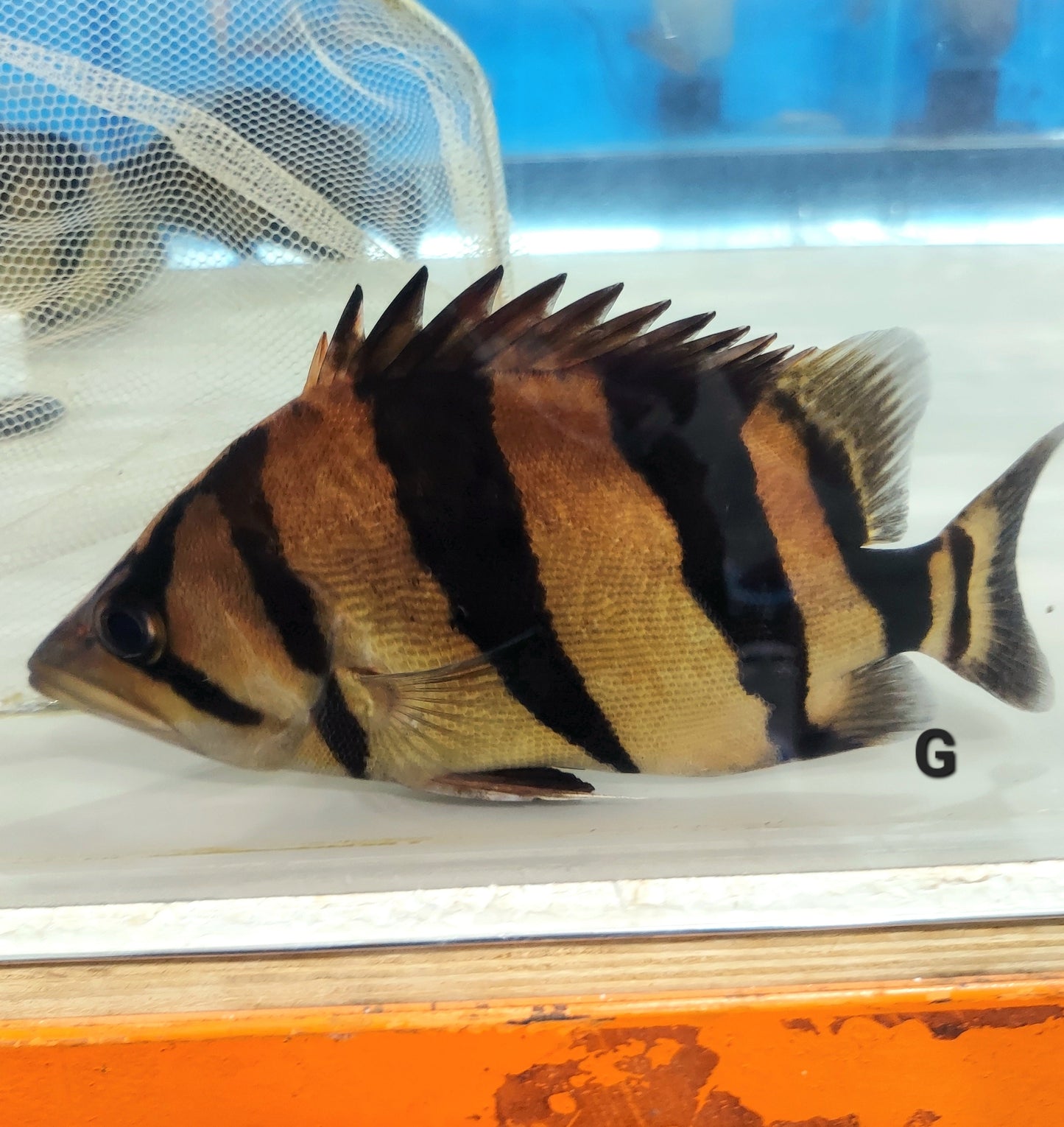 Siamese Tiger Fish (Datnioides pulcher)