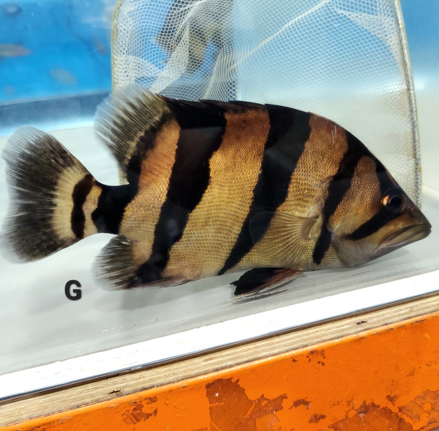 Siamese Tiger Fish (Datnioides pulcher)