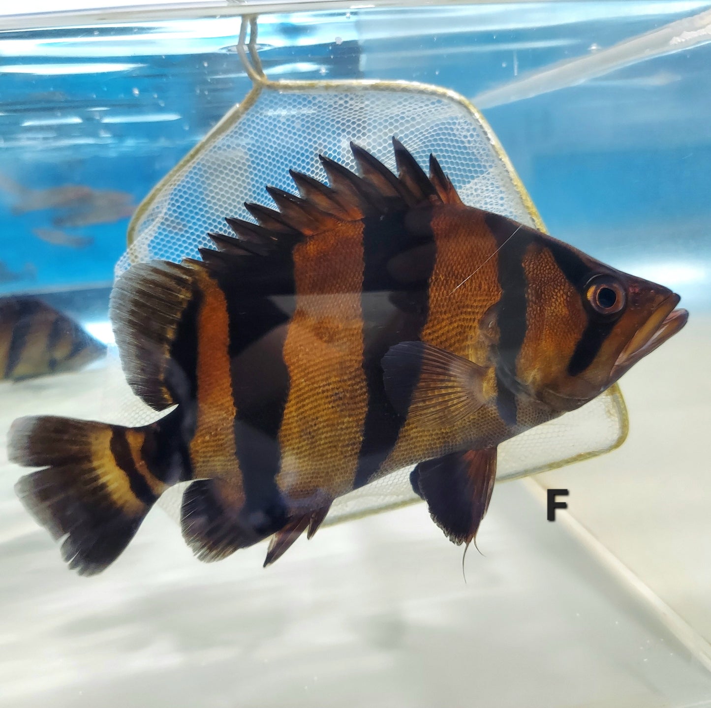 Siamese Tiger Fish (Datnioides pulcher)