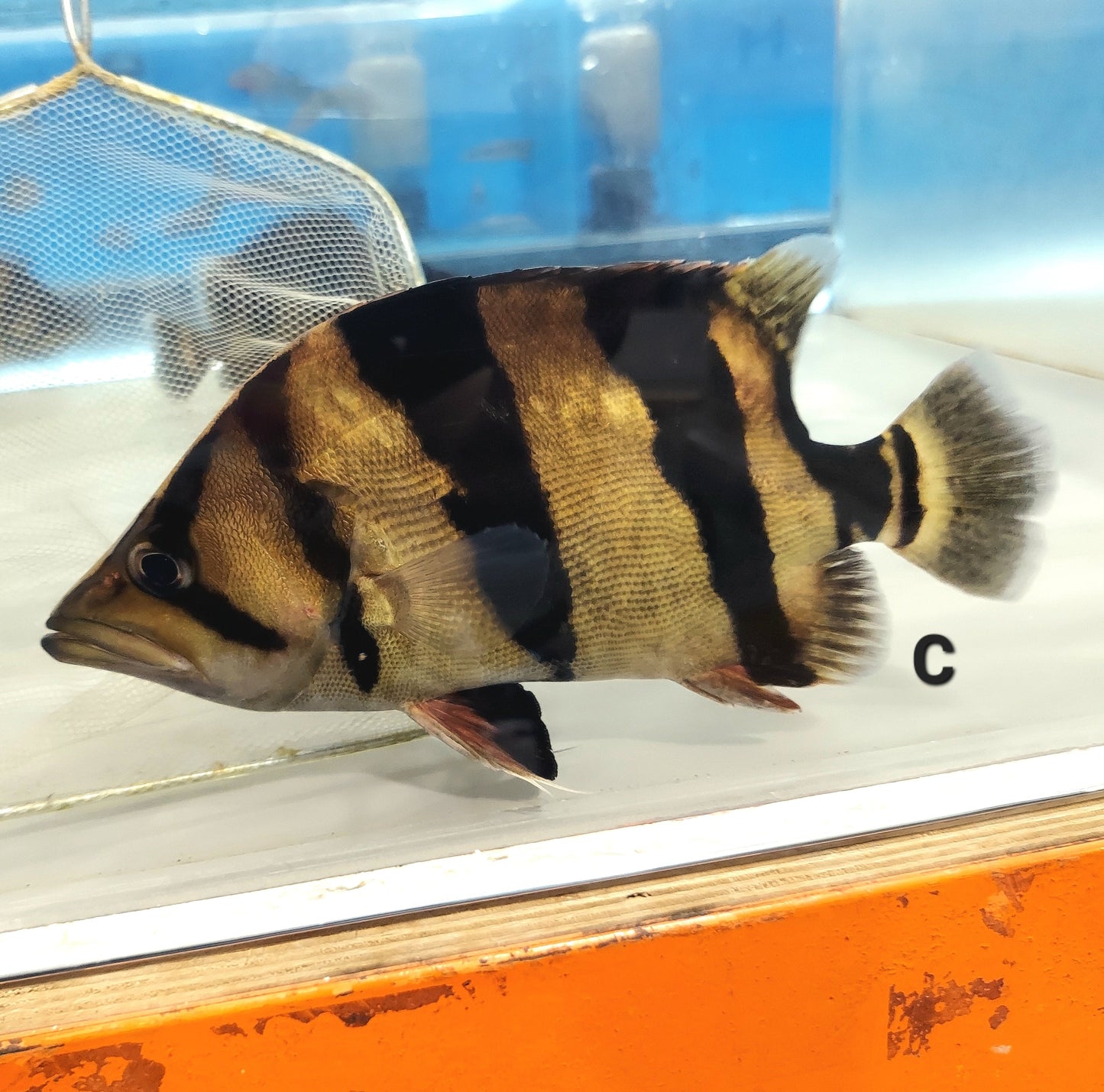 Siamese Tiger Fish (Datnioides pulcher)