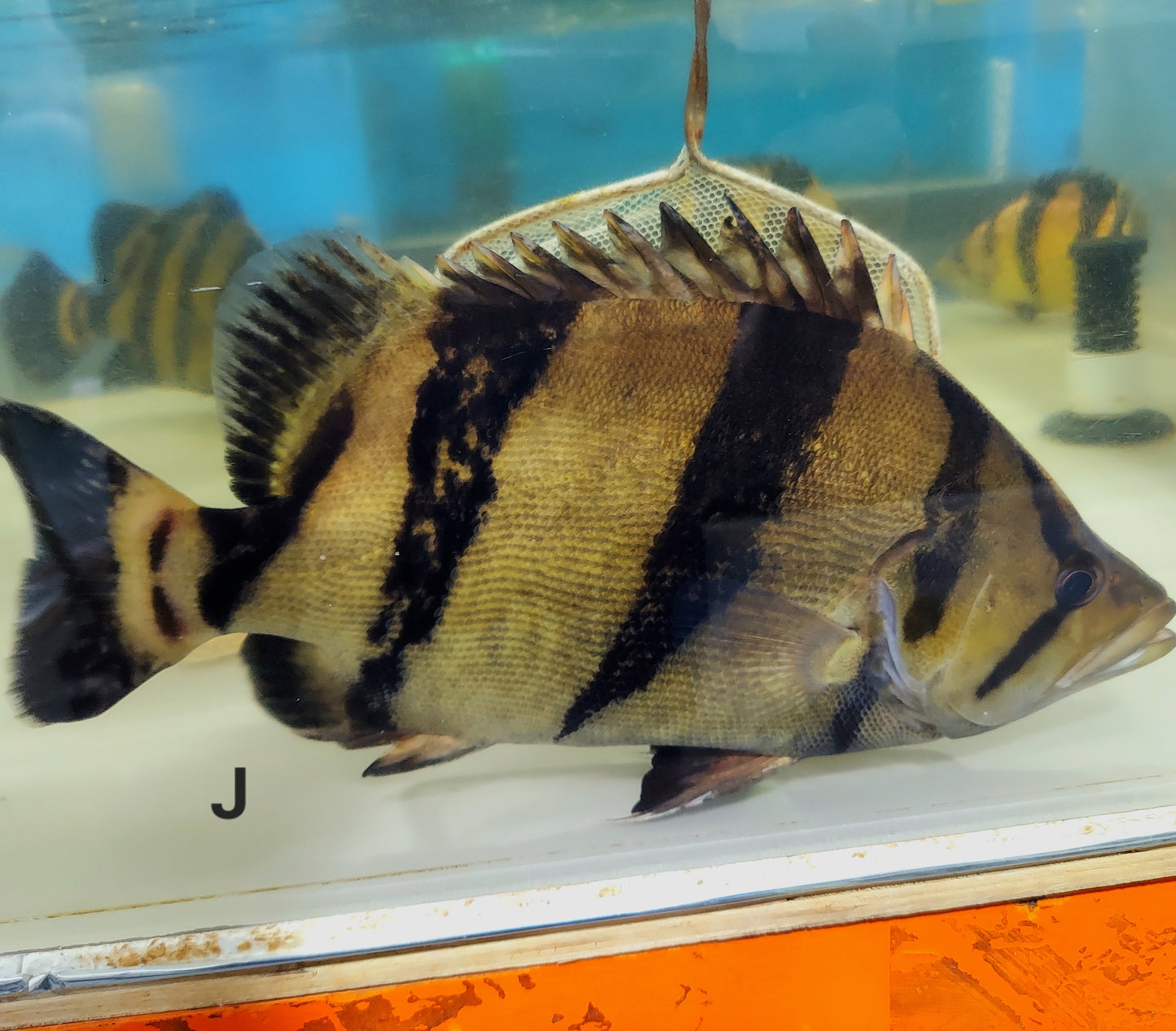 Siamese Tiger Fish (Datnioides pulcher)