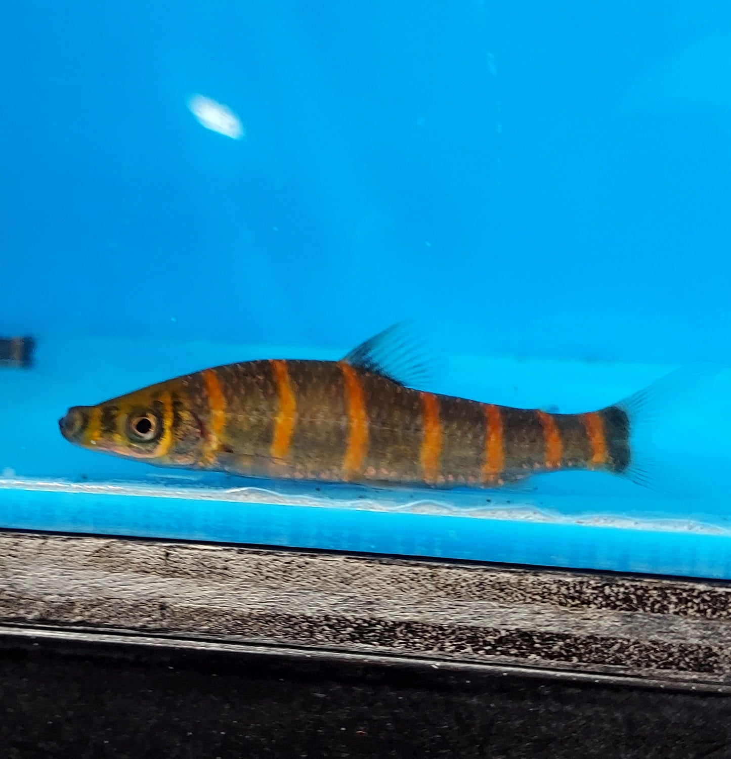 Red Banded Leporinus (Synaptolaemus latofasciatus)