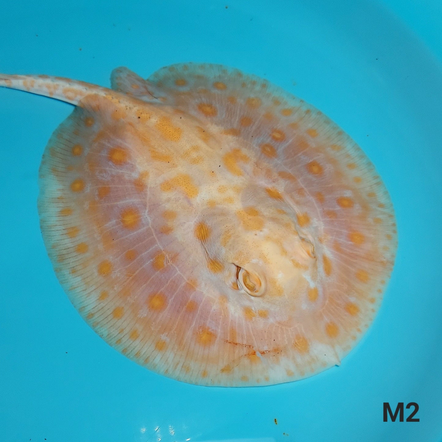 Albino Tangerine Designer Hybrid Stingray (Potamotrygon sp)
