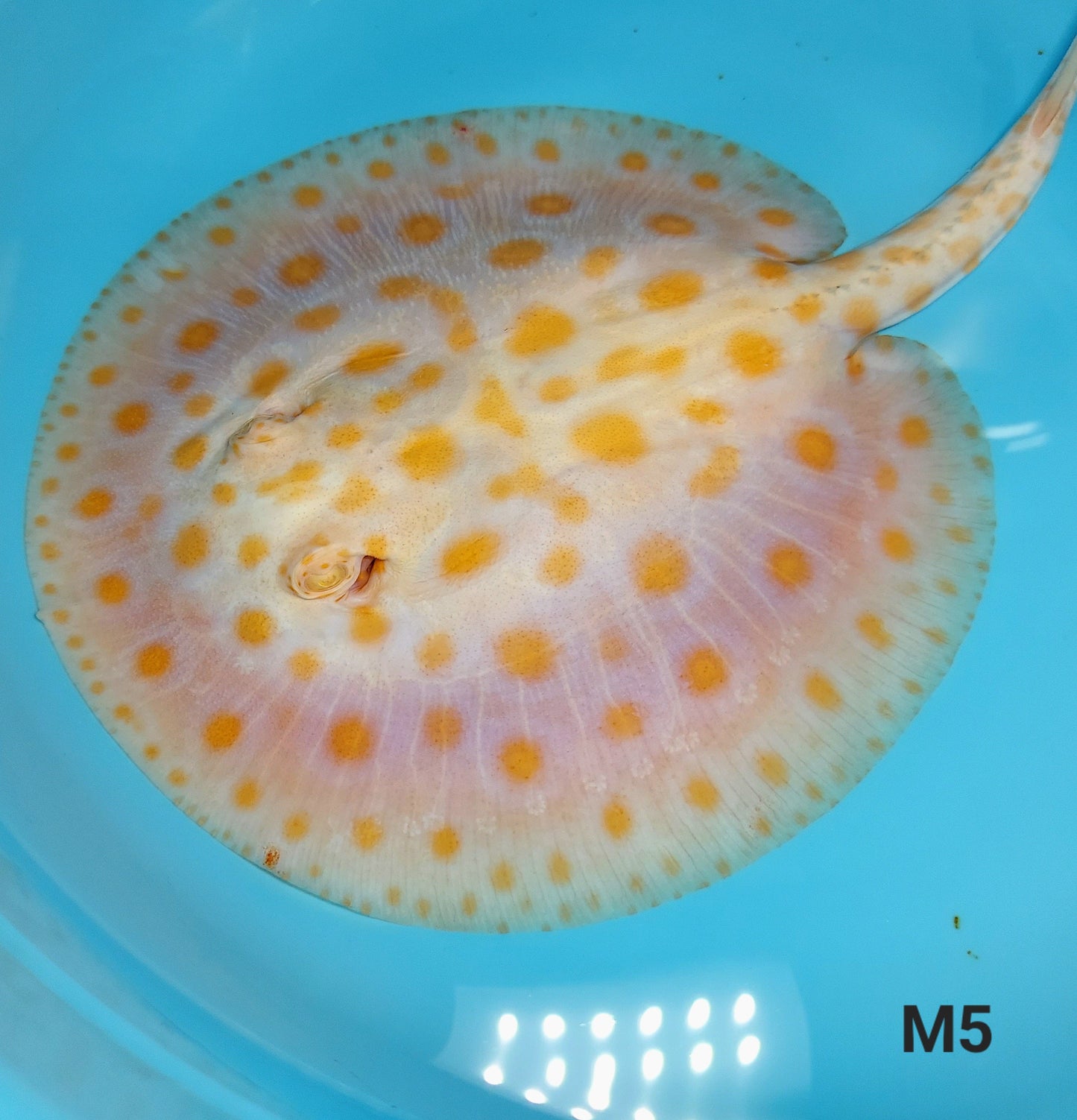 Albino Tangerine Designer Hybrid Stingray (Potamotrygon sp)