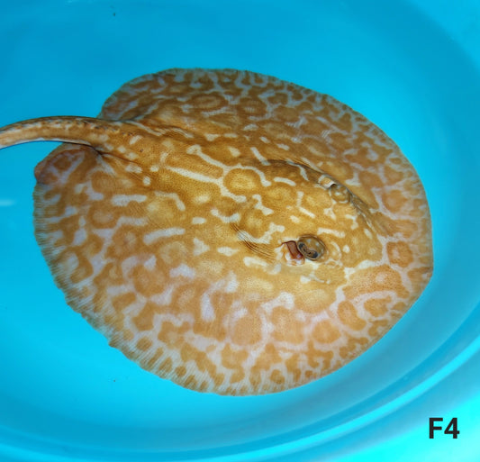 Albino Red Lucy Pearl Hybrid Stingray (Potamotrygon jabuti sp)